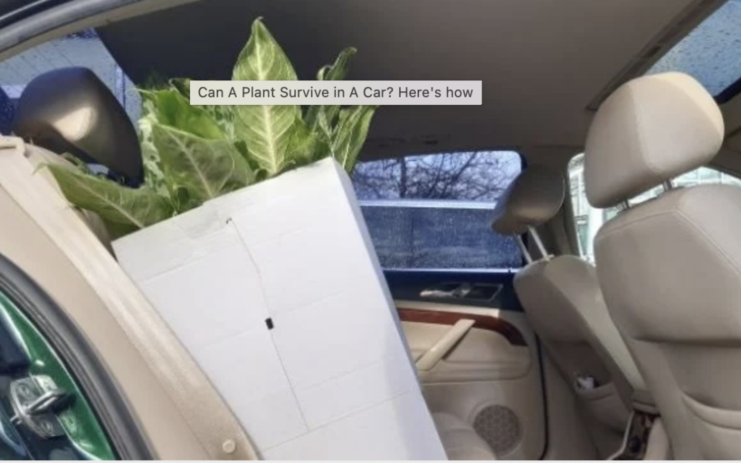 Transporting Plants Safely: Guidelines and Regulations for Car Shipping